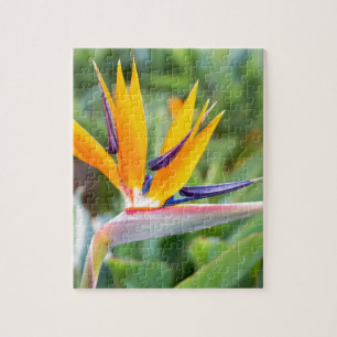 Close up Crane flower or Strelitzia reginaei Jigsaw Puzzle