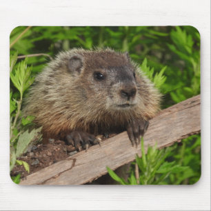Close Up Cute Baby Woodchuck Groundhog Mouse Pad