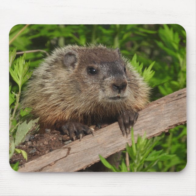 Close Up Cute Baby Woodchuck Groundhog Mouse Pad (Front)