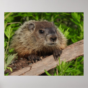 Close Up Cute Baby Woodchuck Groundhog Poster