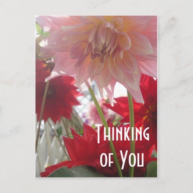 Close Up Dahlia Flowers in Pink and Red Postcard (Front)