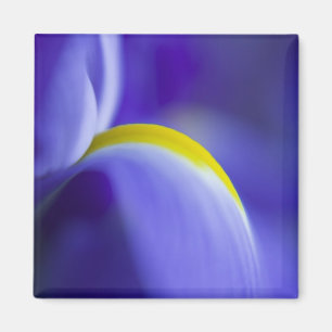Close-up detail of a Blue Flag iris. Magnet