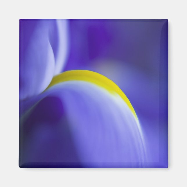 Close-up detail of a Blue Flag iris. Magnet (Front)