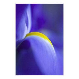 Close-up detail of a Blue Flag iris. Photo Print