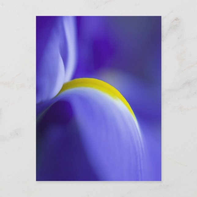 Close-up detail of a Blue Flag iris. Postcard (Front)