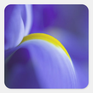 Close-up detail of a Blue Flag iris. Square Sticker