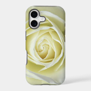 Close up details of white rose