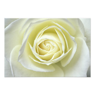 Close up details of white rose photo print