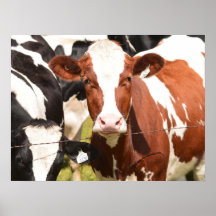 Close-up Face of Red, White Holstein Dairy Cow