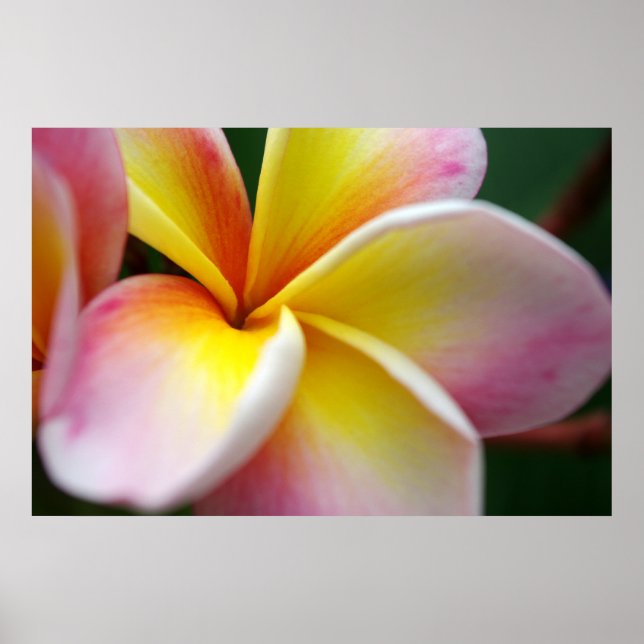 Close up Frangipani Poster (Front)