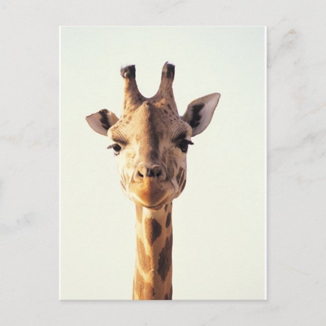 Close-Up Giraffe Postcard (Front)