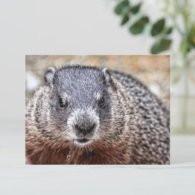 Close-Up Groundhog Portrait Postcard (Creator Uploaded)