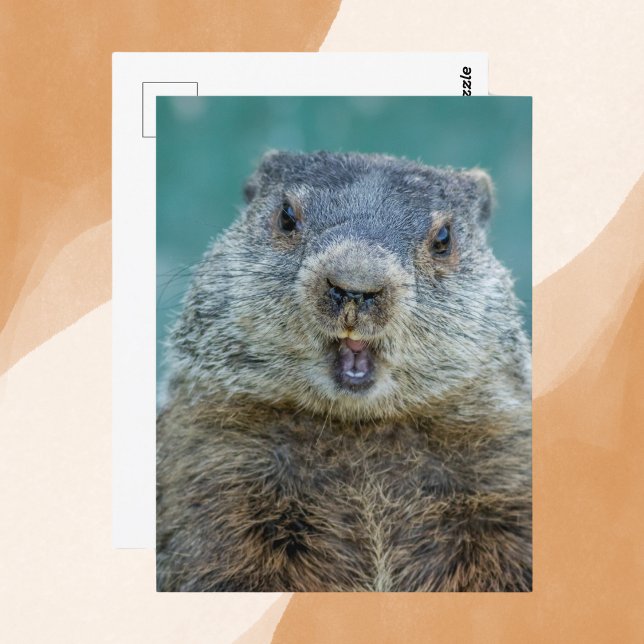 Close-Up Groundhog Portrait Postcard (Creator Uploaded)