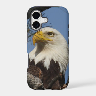 Close Up Head Shot of Bald Eagle