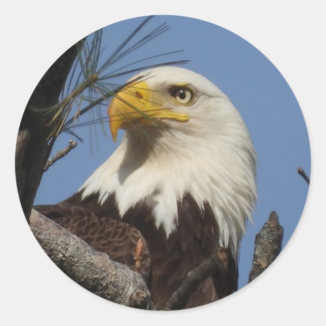 Close Up Head Shot of Bald Eagle Classic Round Sticker (Front)