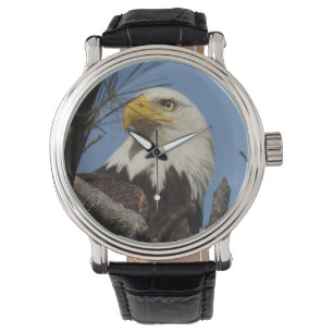 Close Up Head Shot of Bald Eagle Watch