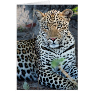 Close up leopard portrait sitting