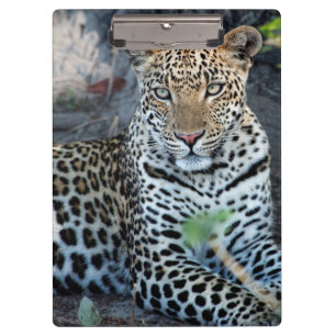Close up leopard portrait sitting clipboard