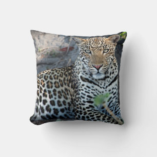 Close up leopard portrait sitting cushion