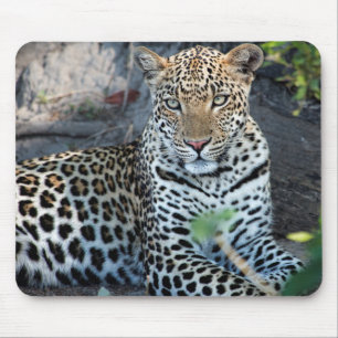 Close up leopard portrait sitting mouse pad
