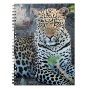 Close up leopard portrait sitting notebook