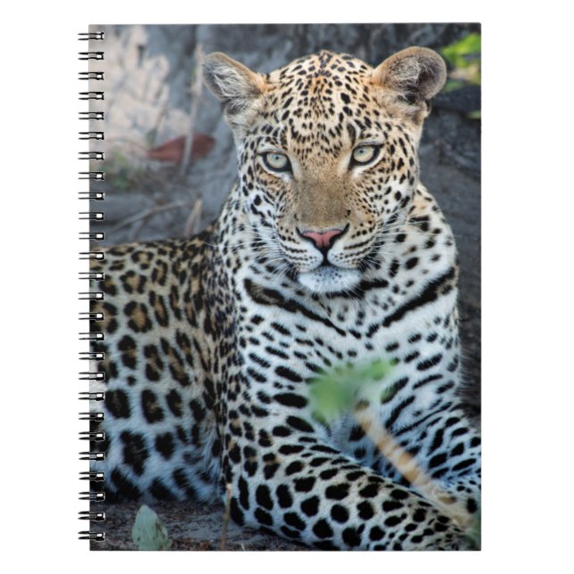 Close up leopard portrait sitting notebook (Front)