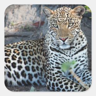 Close up leopard portrait sitting square sticker