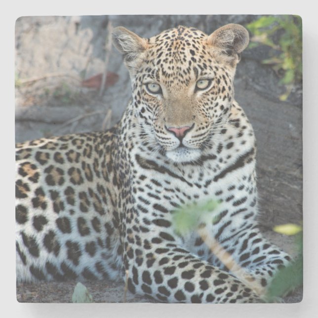 Close up leopard portrait sitting stone coaster (Front)