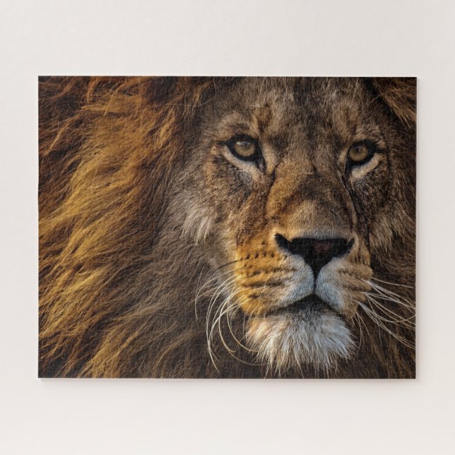 Close Up Lion, Adult Male Jigsaw Puzzle (Horizontal)