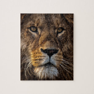 Close Up Lion, Adult Male Jigsaw Puzzle