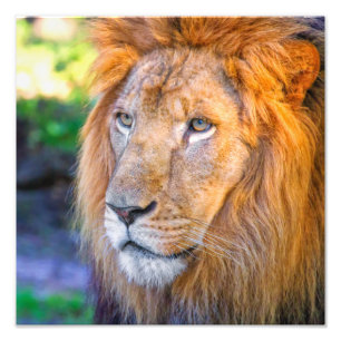 Close up Lion Photo Print