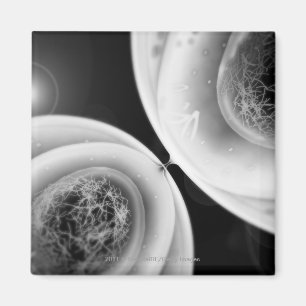 Close up look at cell division magnet