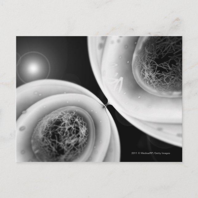 Close up look at cell division postcard (Front)