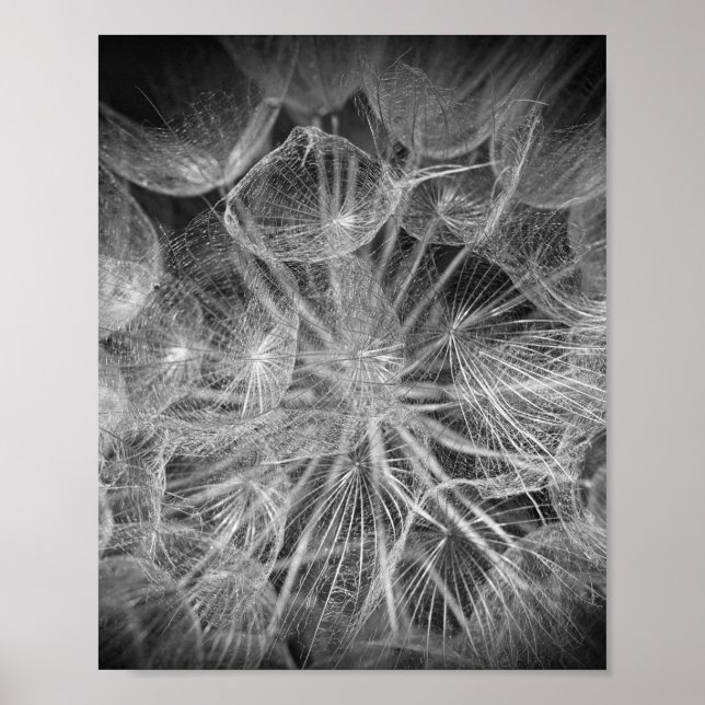 Close Up Macro Dandelion Puffball Nature Poster (Front)