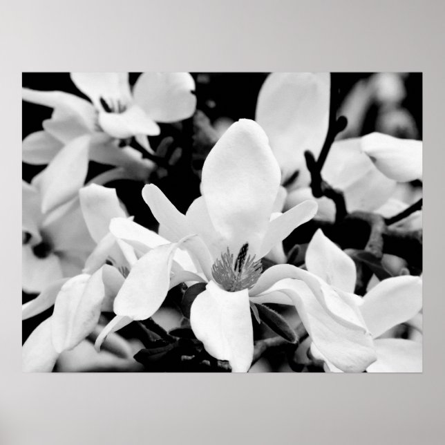 Close-up Magnolia Blooms Art Poster (Front)