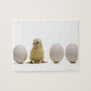 Close-up of a baby chick with three eggs jigsaw puzzle