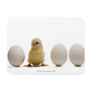 Close-up of a baby chick with three eggs magnet