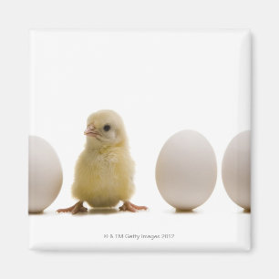 Close-up of a baby chick with three eggs magnet