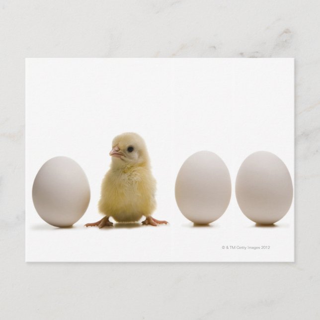 Close-up of a baby chick with three eggs postcard (Front)