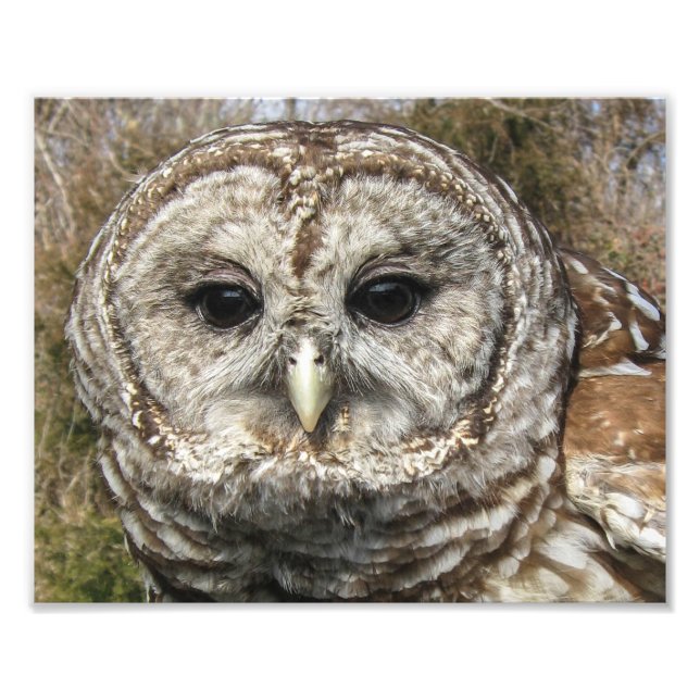 Close up of a Barred Owl Photo Print (Front)