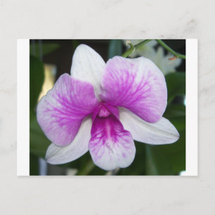 close up of a beautiful purple and white orchid postcard