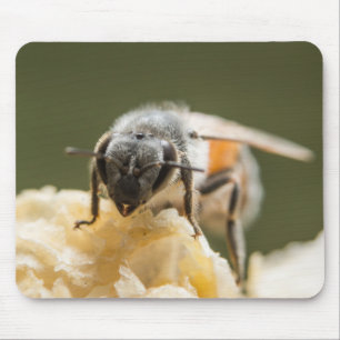 Close-Up of a Bee in a Beehive Mouse Pad