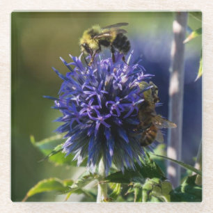 Close Up of a Bee on a Purple/Blue Flower Glass Coaster