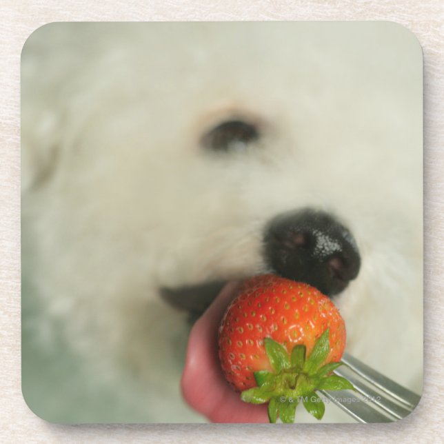 Close-up of a Bichon Frise eating a strawberry Coaster (Front)