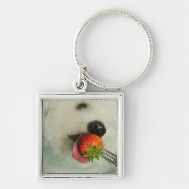Close-up of a Bichon Frise eating a strawberry Key Ring (Front)