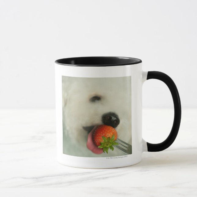 Close-up of a Bichon Frise eating a strawberry Mug (Right)