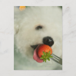 Close-up of a Bichon Frise eating a strawberry Postcard