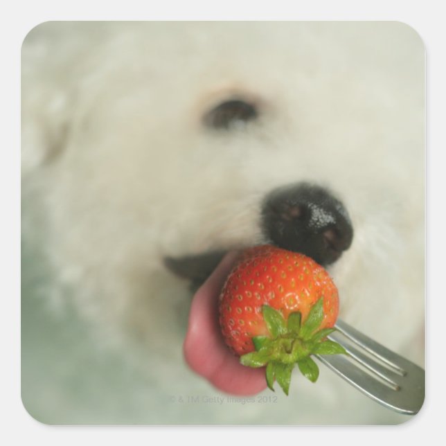 Close-up of a Bichon Frise eating a strawberry Square Sticker (Front)