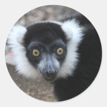 Close up of a Black and White Ruffed Lemur