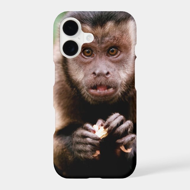 Close-up of a black-capped capuchin monkey (Back)